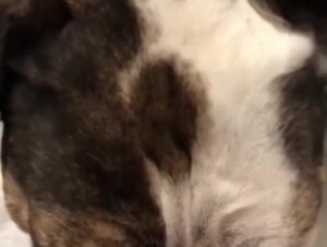 Enjoying the taste and smell