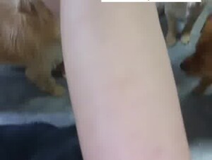 Chinese dog group sex