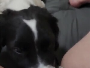 Dog Eats his Owner's Pussy