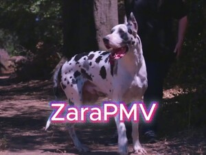 PMV - vacation (zaraPMV)