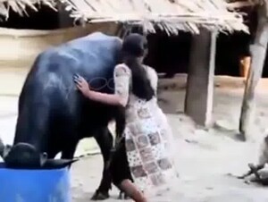 Teen caught sucking bull