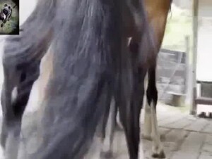Her form is sexy she takes horse cock deep