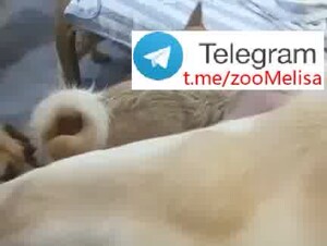 chinese teen first try dog dick 3