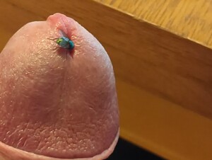 Fly having fun exploring