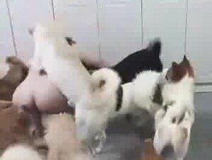 Chinese Super dog party 2