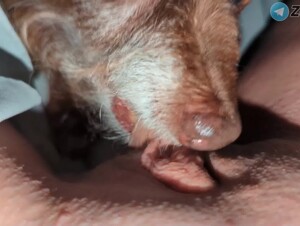 Girl Gets a Good Dog Lick