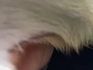 Farm dog shoots all him cum through a clear pocket pussy