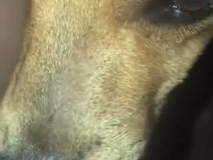 My dog makes me cum watch now