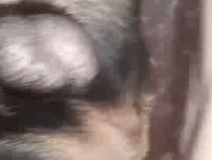 Gay dog (Rottweiler)