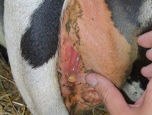 Cow wet pussy