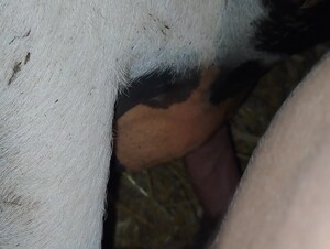 Cow little fuck