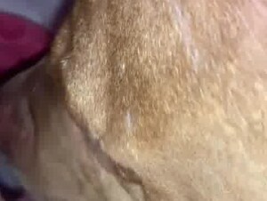 Dog licking my pink pussy