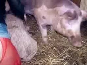 Sensual brunette in red stockings and a healthy pig