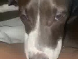 Real Dirty Doglick pussy