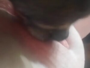 Dog licks wet pussy