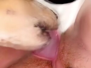 Dog lick