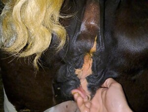 Sweet wet cow pussy
