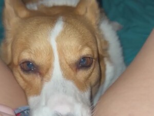 Girl gets a good dog lick