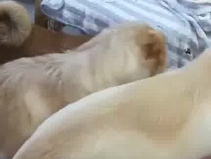 Chinese whore join dog party for money 1