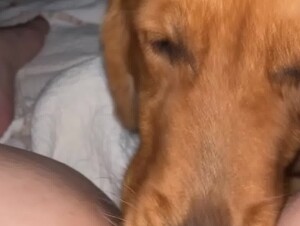 Girl gets a good dog lick