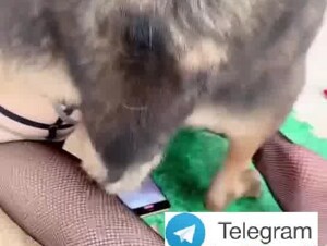 Chinese wife betrayed her husband with dog