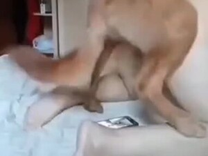 Asian bbw wife betrayed her husband with dog 2