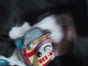 Official Dog Kiss Thread 01 - The Hottest new Dog star!