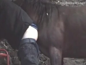Alpha male horse fuck his beta bitch