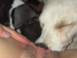 Girl gets a good dog lick