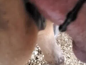 young filly gets 9 inches up her shitter