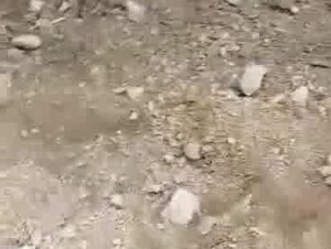 Fucking Buffalo Pussy