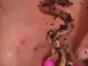 Worms in dirty pussy