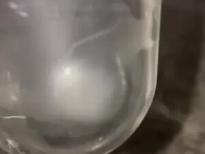 Bơm tinh trùng chó vào tử cung