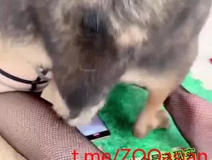 Dog fuck asian whore in a farm