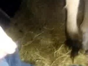 Fucking loose cow pussy