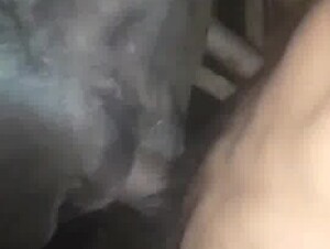 Fucking buffalo pussy