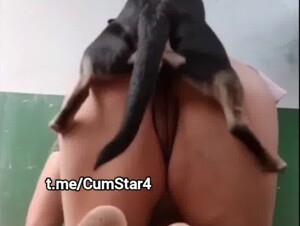 Big ass vs little dog