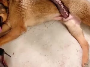 Asian sex dog