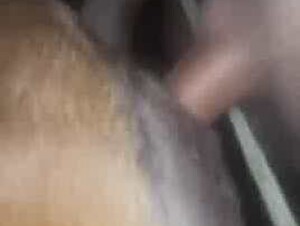 Fucking Cow Tight Pussy and Ass hole