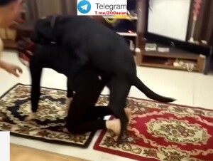 Chinese cuckold husband dog party