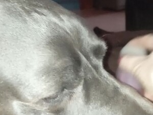 Megcsalt a párom a kutyámmal!