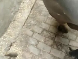 Fucking Warm buffalo Pussy