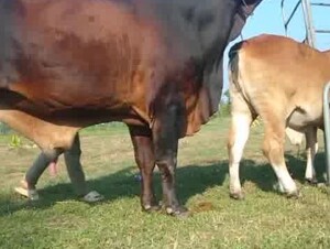 Cow mating