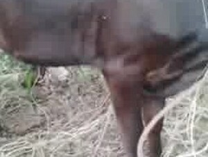 fucking vaca pussy very hot