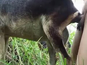 Asian Man Deep fuck a Goat in jungle and fill her pussy by sperm
