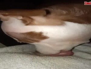 Dog Licks Cock Till Cumshot (Hands free)