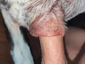 Tight grip dog pussy