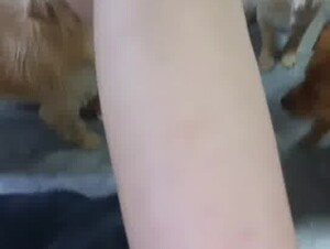 Chinese DOG group sex