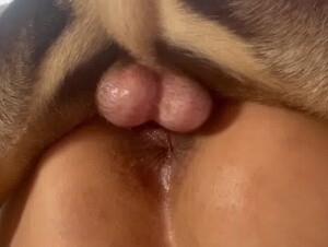 Best Video of a Dog Creampie (High Quality)