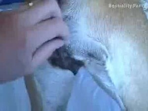 My dog ​​has become accustomed to my dick.